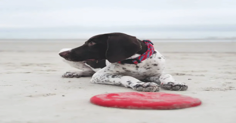 German Shorthaired Pointer SC