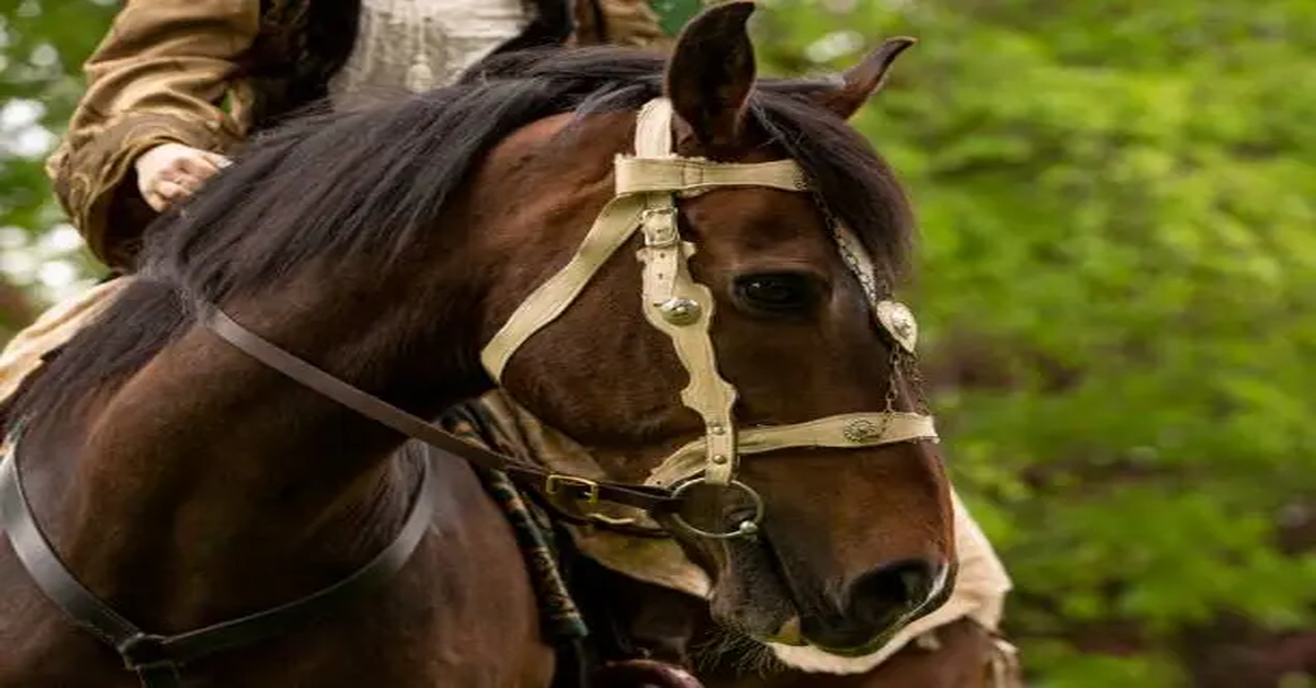 Bridle