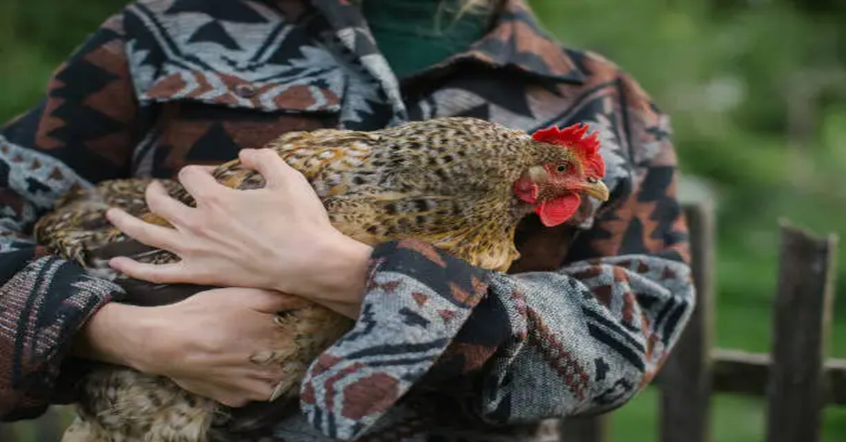 Fur Hen