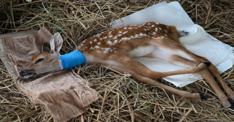 Meade County Deer Euthanized