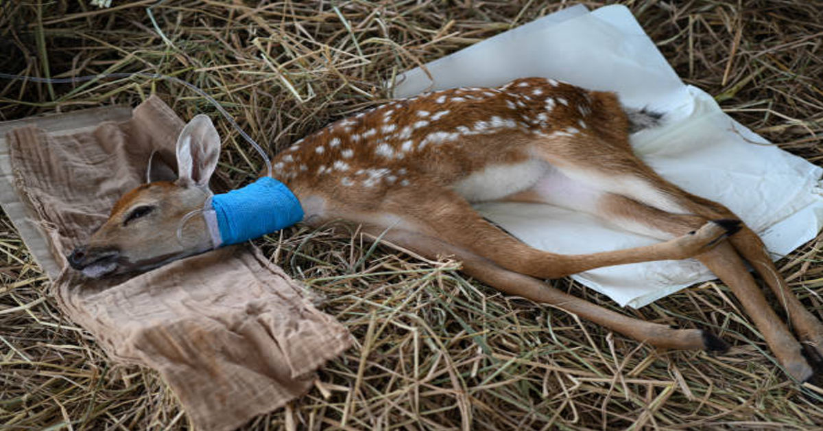 Meade County Deer Euthanized