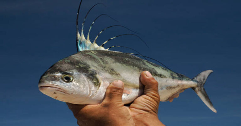 Roosterfish