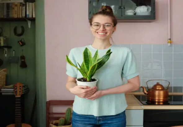 Benefits of Snake Plant